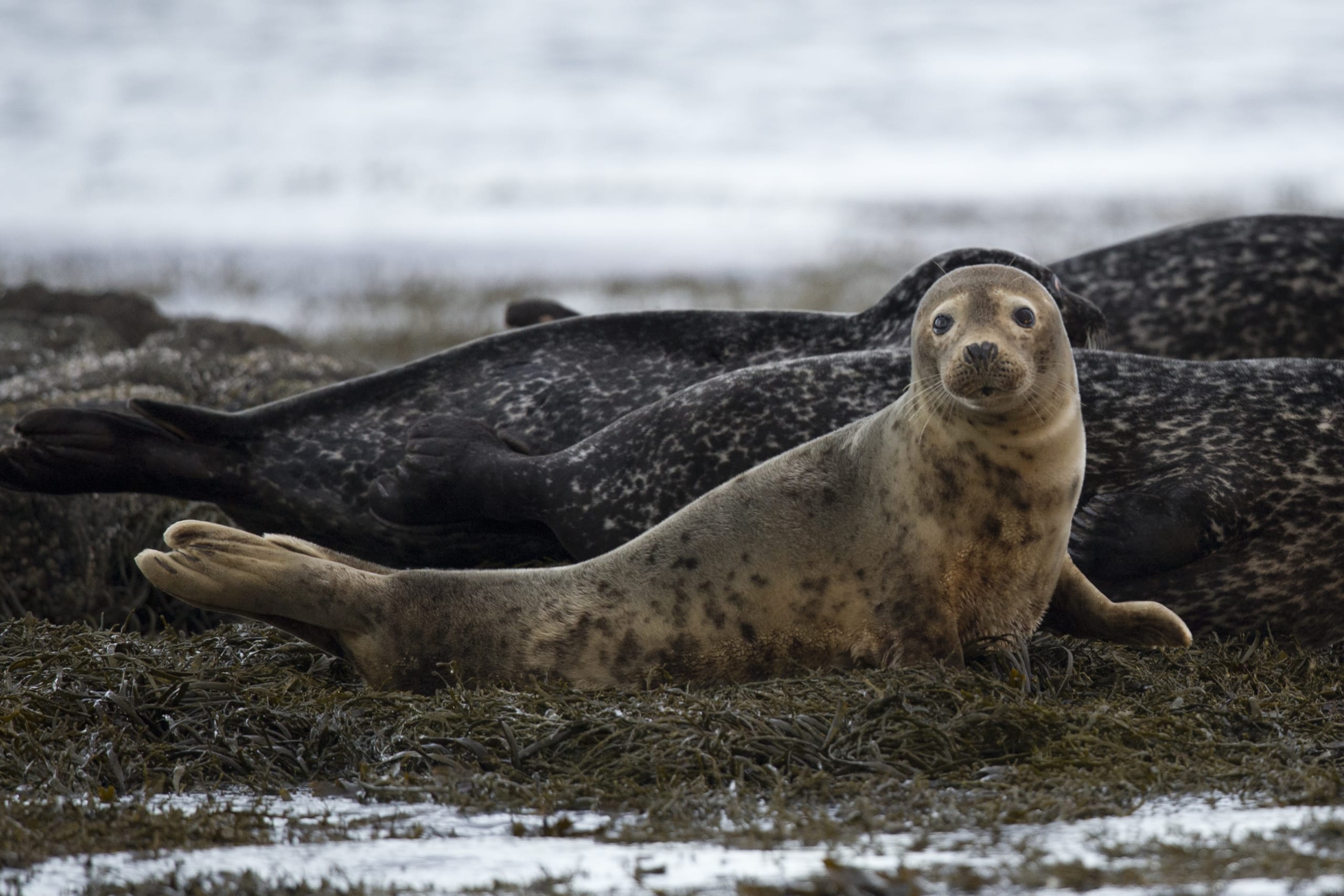 Animals in Arctic Norway